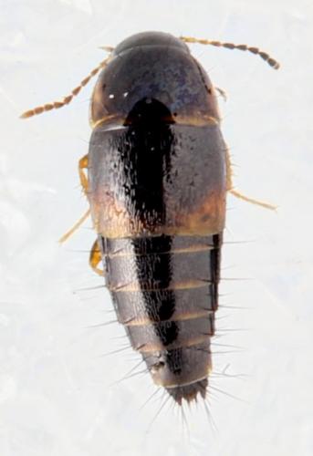 Tachyporus sp.